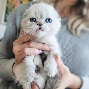 scottish fold de excepție  - imagine 2