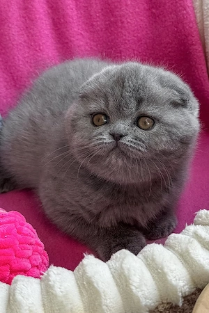 scottish fold de excepție  - imagine 5