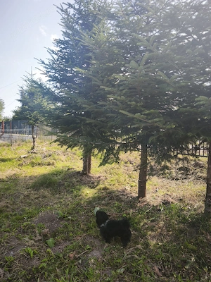 Oferta de vanzare teren si casa in judetul Cluj, comuna Belis, sat Belis - imagine 20