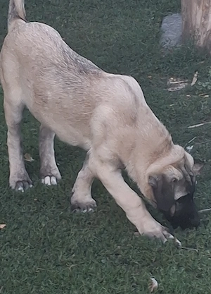 Kangal malakli 