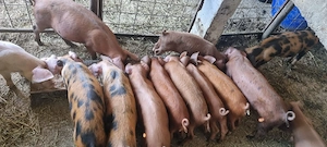 Purcei duroc