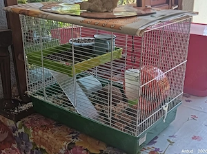 vand cușcă hamsteri pitici - imagine 3