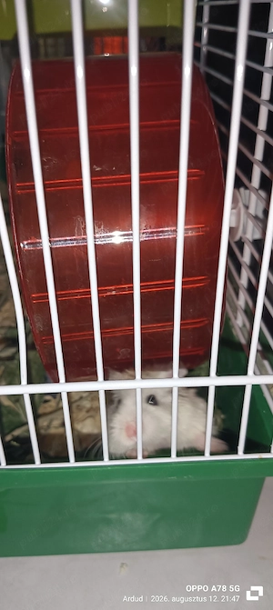 vand cușcă hamsteri pitici - imagine 5