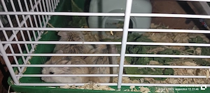 vand cușcă hamsteri pitici - imagine 2
