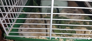 vand cușcă hamsteri pitici