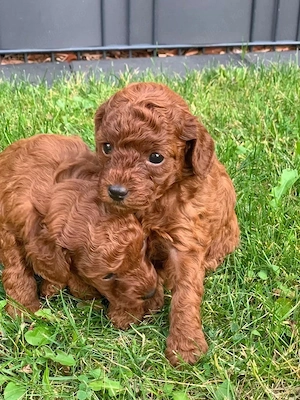 Pudel toy - poodle barboncino mini  - imagine 2