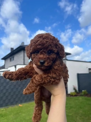 Pudel toy - poodle barboncino mini  - imagine 3