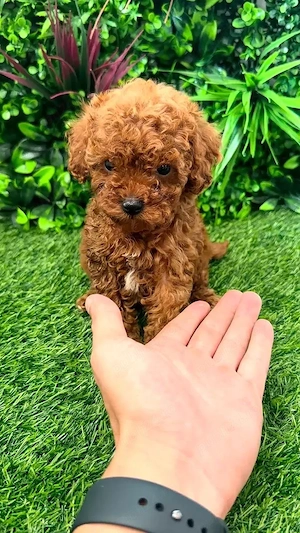 Pudel toy - poodle barboncino mini 