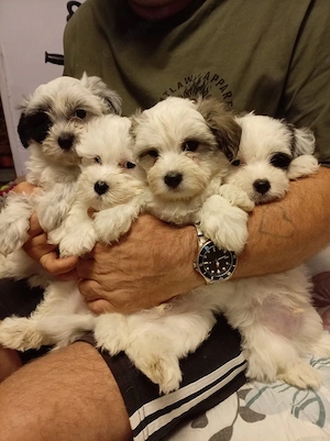 Pui Bichon Havanez - imagine 4