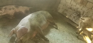 Vând doi porcii la 250 kilograme  - imagine 3