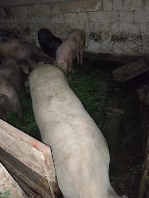 Vând doi porcii la 250 kilograme  - imagine 4