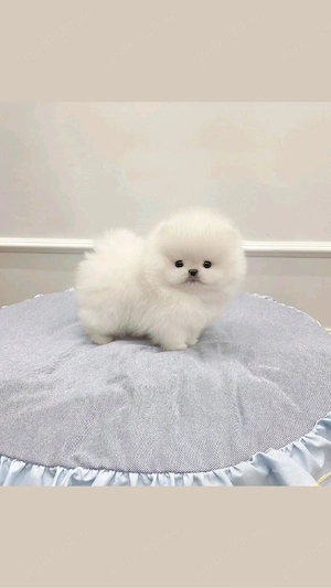 Pomeranian Boo mini toy 
