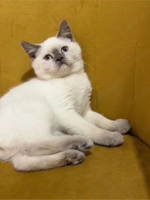 motanel british shorthair color point  - imagine 4