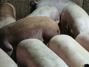 porci de carne  - imagine 3
