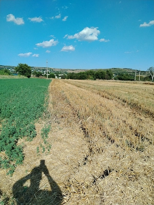 Teren intravilan folosit că agricol  - imagine 3