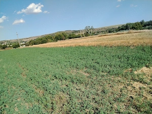 Teren intravilan folosit că agricol  - imagine 4