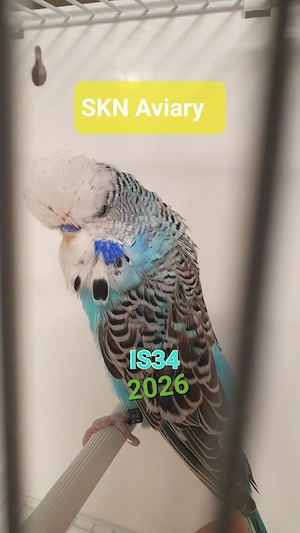 Mascul pui varsta 3 luni bland