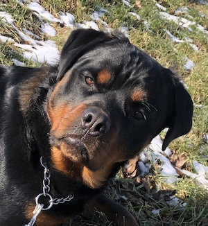 Donez mascul Rottweiler - imagine 2