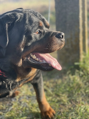 Donez mascul Rottweiler - imagine 5