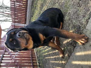 Donez mascul Rottweiler - imagine 3