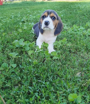 Catelusi beagle tricolori - imagine 3