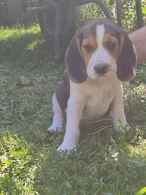 Catelusi beagle tricolori - imagine 2