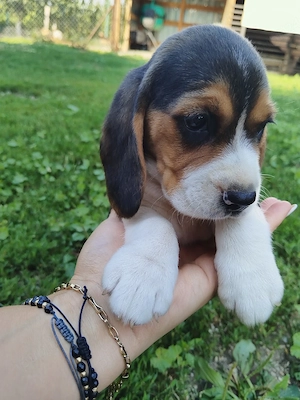 Catelusi beagle tricolori