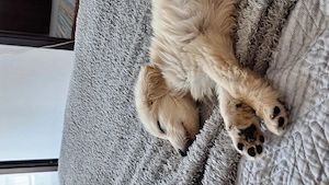Caine metis spre adoptie