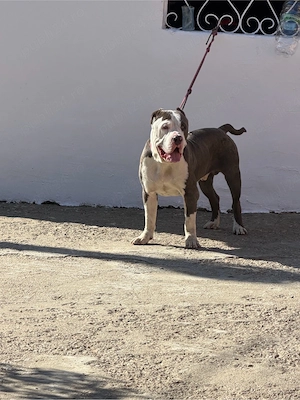 american bully xxl - imagine 2