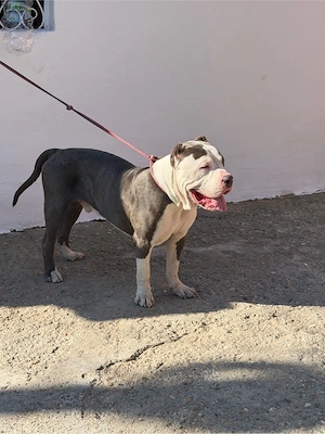 american bully xxl - imagine 4
