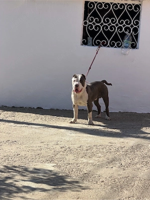 american bully xxl