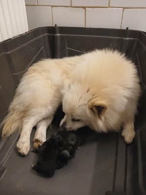 Asigur transport !!! Vand femela adulta Spitz Pomeranian foarte buna reproducatoare