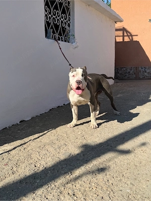 american bully xxl - imagine 6