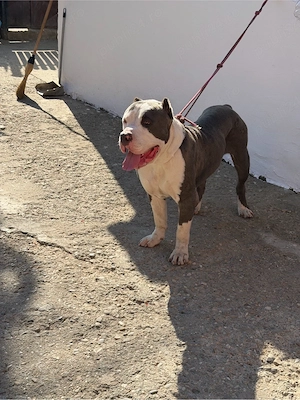 american bully xxl - imagine 9
