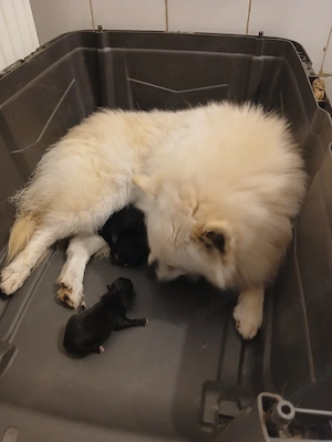 Asigur transport !!! Vand femela adulta Spitz Pomeranian foarte buna reproducatoare - imagine 3