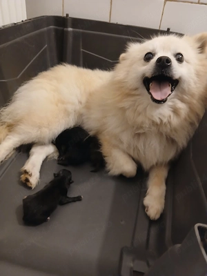 Asigur transport !!! Vand femela adulta Spitz Pomeranian foarte buna reproducatoare