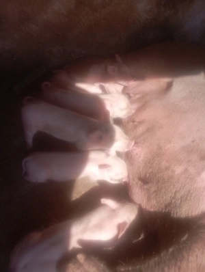 vand purcea cu 8 purceii
