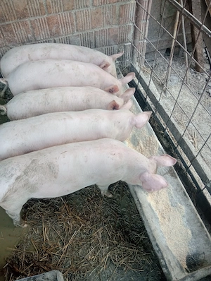 Vând șoldani rasa de carne 