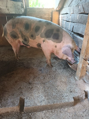 Porci de vanzare! Asigur transport! - imagine 4