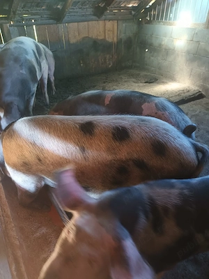 Porci de vanzare! Asigur transport!