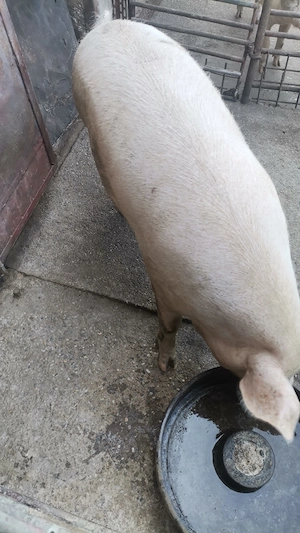 Porc de vânzare 