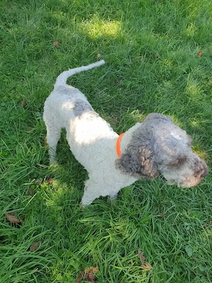 Lagotto Romagnollo pentru trufe