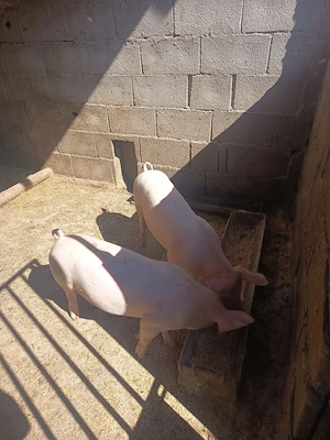 Ofertă o perche 