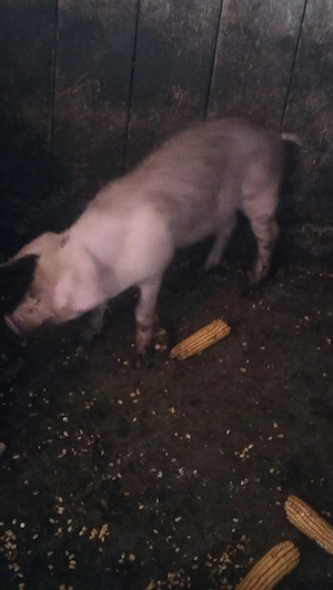 Vând purcei buni