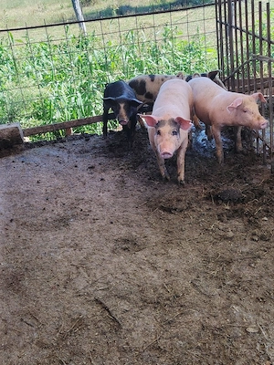 se vand godanasi  porci purcei de circa 35 -45 kg  - imagine 5