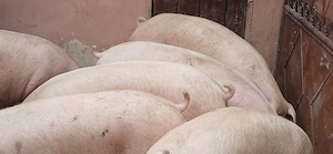 porci 130-350 kg - imagine 4