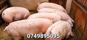 porci 130-350 kg - imagine 5