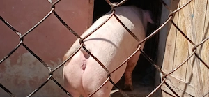 porci 130-350 kg - imagine 8