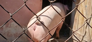 porci 130-350 kg - imagine 9