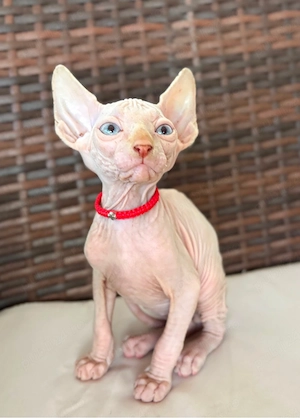 Pui Sphynx Carnet si vaccin facute! - imagine 2